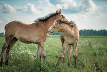 Horses of the Belorusskaya Zapryazhnaya breed are grazing on a farm field.