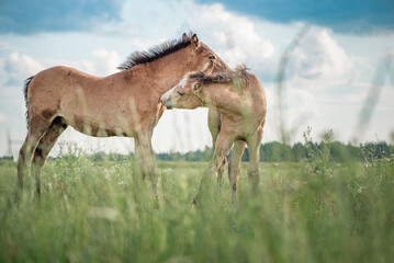 Horses of the Belorusskaya Zapryazhnaya breed are grazing on a farm field.
