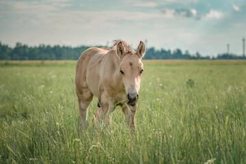 Horses of the Belorusskaya Zapryazhnaya breed are grazing on a farm field.