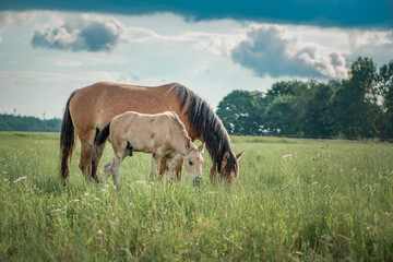 Horses of the Belorusskaya Zapryazhnaya breed are grazing on a farm field.