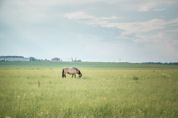 Obraz premium Horses of the Belorusskaya Zapryazhnaya breed are grazing on a farm field.