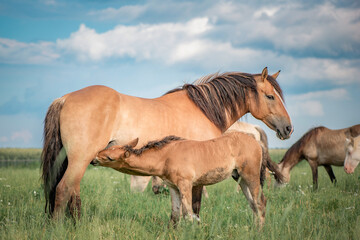 Horses of the Belorusskaya Zapryazhnaya breed are grazing on a farm field.
