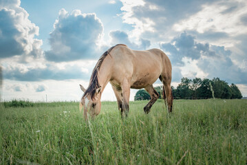 Naklejka na ściany i meble Horses of the Belorusskaya Zapryazhnaya breed are grazing on a farm field.