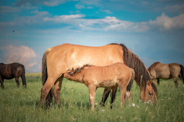 Obraz na płótnie Canvas Horses of the Belorusskaya Zapryazhnaya breed are grazing on a farm field.