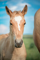 Horses of the Belorusskaya Zapryazhnaya breed are grazing on a farm field.