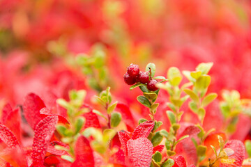 autumn northern berry cranberries large