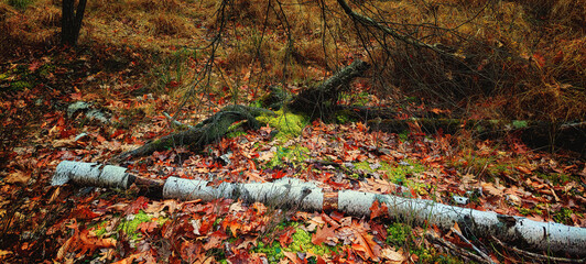 A fallen birch tree at the Binghamton University Nature Preserve this Autumn.