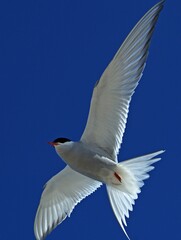 the flight of a tern against a blue sky