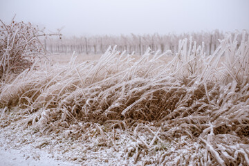 Grass landscape covered in frozen rain. winter landscape after a freezing rain