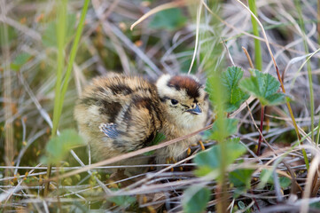 chick of the northern partridge from the tundra