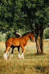 Fototapeta premium red and brown foal of breed vladimir draft horse play