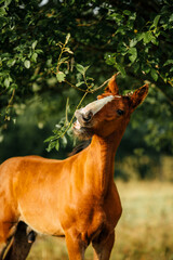 red foal smiling among the trees