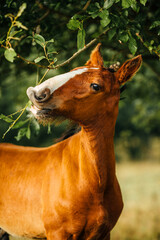 red foal eats leaves from a tree