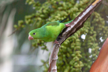 free parrot green
