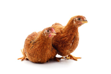 Two brown chickens.