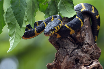 The gold-ringed cat snake in various position 