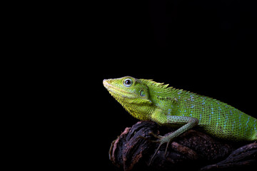 Maned forest lizard in black background	