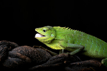 Maned forest lizard in black background	