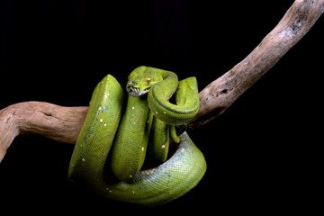 Fototapeta premium Green tree phyton coiled around a tree branch