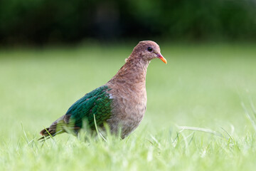 Juvenile Smaragdtaube steht auf einer Wiese
