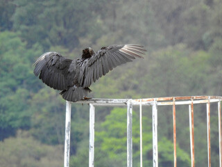 A black vulture perched on a metal structure, with its wings spread, on a cloudy, rainy day. Blurred background.