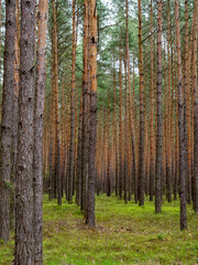 Fototapeta premium ordinary pain forest 