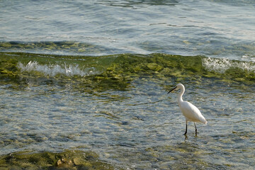 Image of a white egret, an aquatic bird of Lake Garda, Italy, Europe 