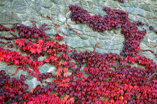 Background of colorful autumn leaves close-up. Red leaves wild grapes. A wall of colorful red ivy leaves. Bright ivy texture background in autumn 