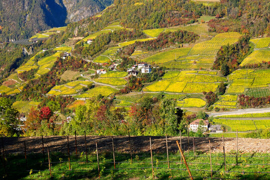 Aerial view of the vineyards of Brenner Pass, Italy, Europe 