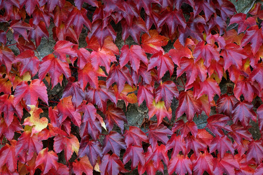 Background of colorful autumn leaves close-up. Red leaves wild grapes. A wall of colorful red ivy leaves. Bright ivy texture background in autumn 