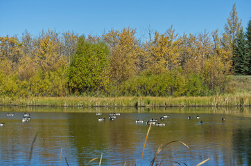 Fototapeta na wymiar A Flock of Canada and Cackling Geese in Pylypow Wetlands