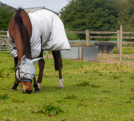 Beautiful bay horse grazing happily in field on summers day wearing rug and face covering to keep insects off and prevent them from biting, but making the animal look an alien.