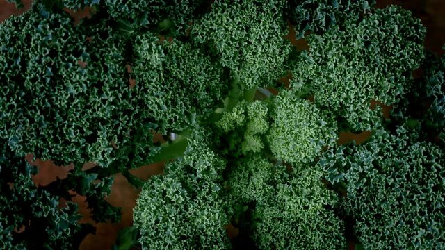 Curly kale close-up rotating. Green kale leaves plant top view.