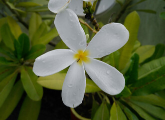 Fototapeta na wymiar white frangipani flower blooming in branch of green leaves plant, nature photography, floral wallpaper
