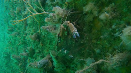 Male Velvet Swimming Crab on Top of Female, Underwater in County Dublin