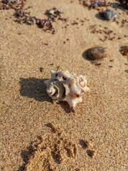 sea shell on the sandy beach background.