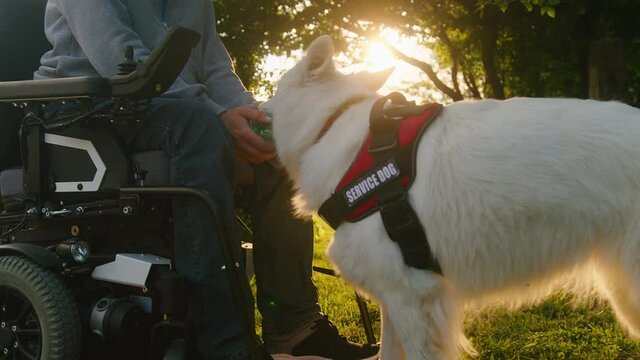 Handheld shot of a young Caucasian disabled man in a wheelchair talking friendly with and petting his service dog.