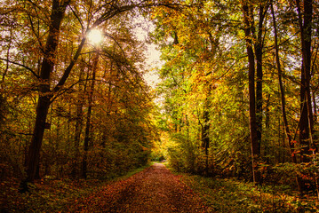 Stimmungsvolle Waldlandschaft mit buntem Herbstlaub und einem Sonnenstrahl