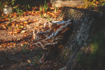 Chicken on the woods fungus (Laetiporus sulphureus). Called Chicken mushroom, Crab-of-the woods, Sulphur polypore and Sulphur shelf also