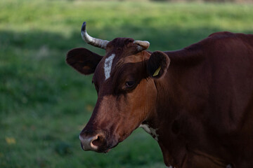 brown cow with white spot on forehead portrait