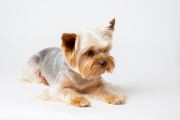 yorkshire terrier dog isolated on a white background