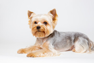 yorkshire terrier dog isolated on a white background
