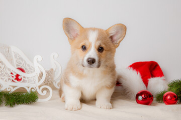 a Welsh corgi puppy on a New Year's background on a white background in the studio