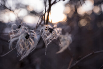 a magic heart swaying in the wind