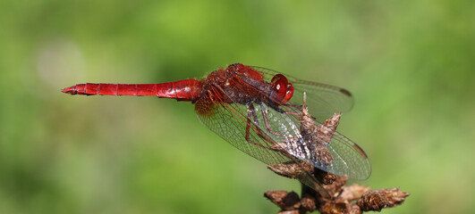 Feuerlibelle - 