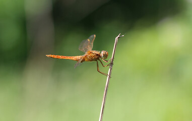 Feuerlibelle - Scarlet Darter