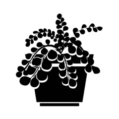Pflanze Blume