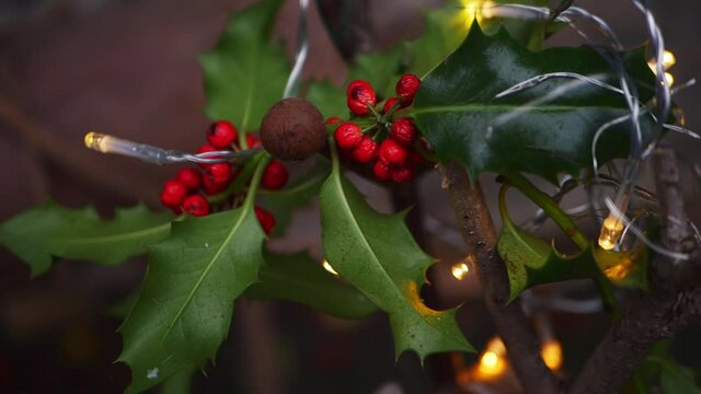 Holly leaves with red berries traditional Christmas decoration 