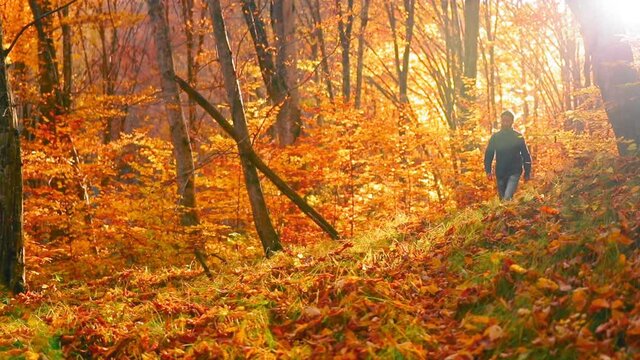 Man walks into the forest during autumn in evening light