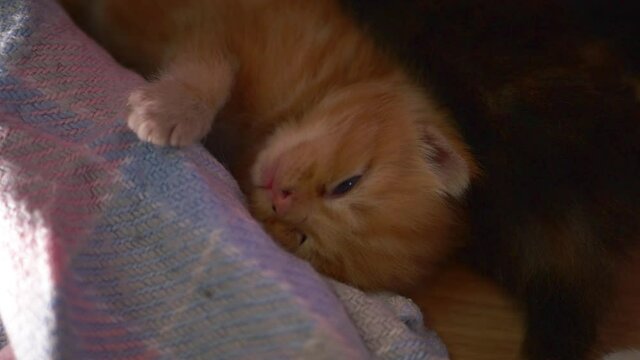 Tiny ginger kitten cuddles blanket